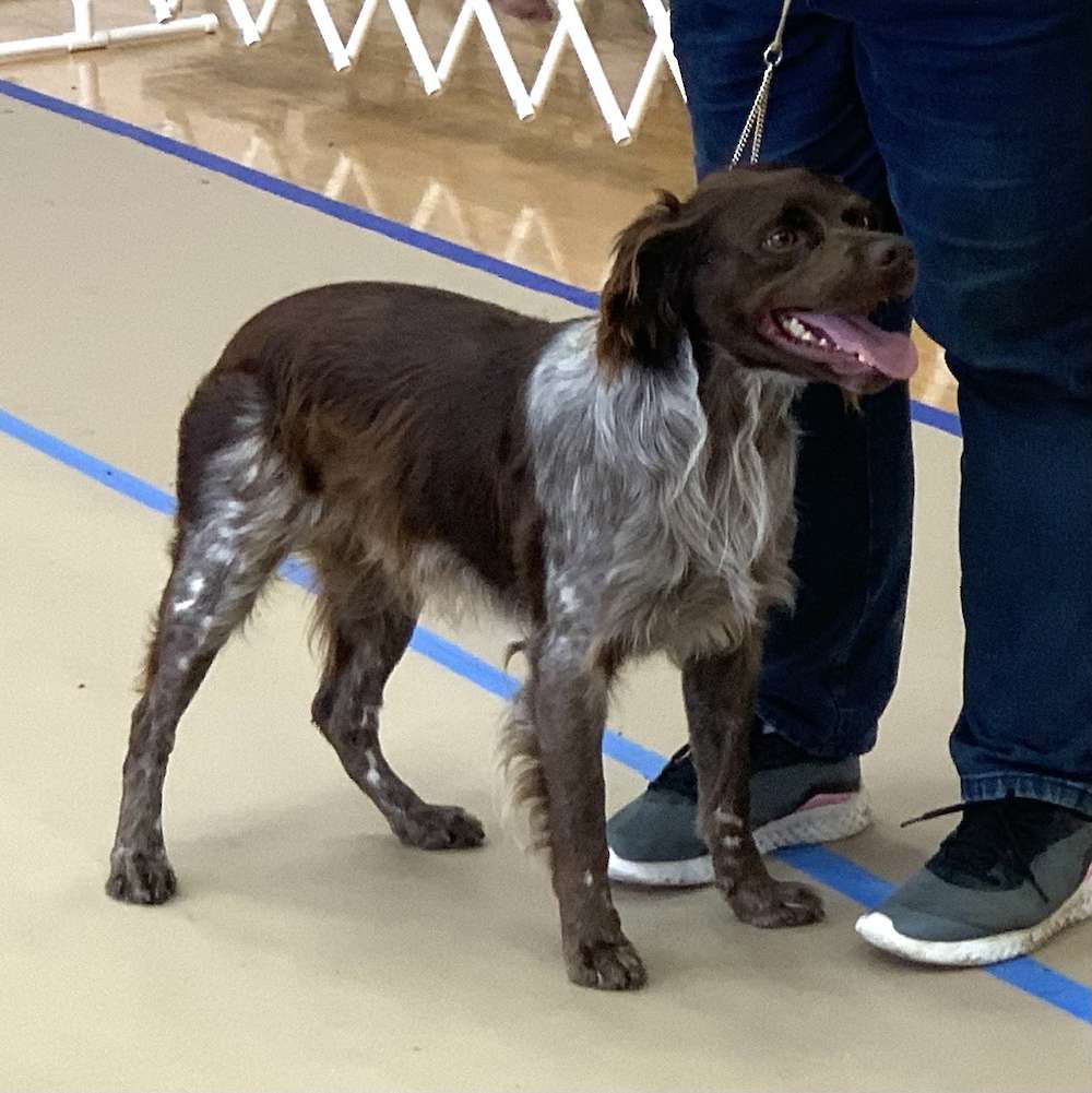 SigSauer Des Grands Lacs